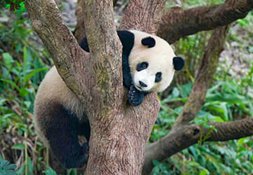 台北｜台北市立動物園全票